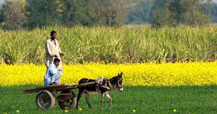 Cholistan Pakistan Culture People Of Pakistan Beautiful Villages