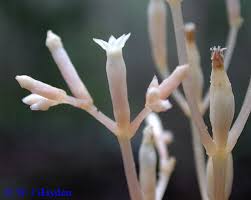 Image result for Voyria