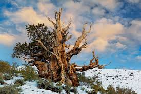 Bristlecone Pine Is One Of World S Oldest Living Organisms Bristlecone Pine National Parks Ancient Tree