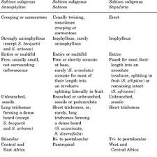 Image result for Sabicea venosa