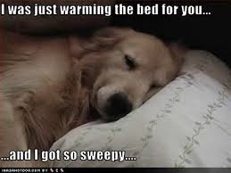 There Is Nothing Better Than Your Spot Getting Warmed Up By Your Best Friend Funny Animal Pictures Funny Animal Memes Funny Animals
