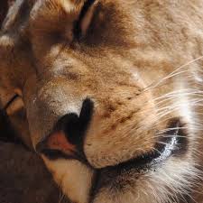 Pin By Victoria On A 15 Narnia A Dream Of Spring Cersei Lannister