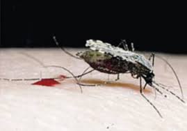 Mosquito larvae look like little wriggling worms swimming around in sources of standing water, and are often called wigglers because of it. Culicidae An Overview Sciencedirect Topics