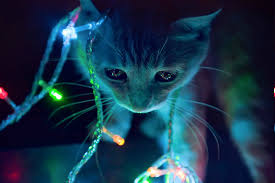 Please contact us if you want to publish a cute. Wallpaper Animals Anime Whiskers Christmas Lights Light Darkness Computer Wallpaper Vertebrate Cat Like Mammal Special Effects Macro Photography Snout Small To Medium Sized Cats Carnivoran Organism 2136x1424 Px 2136x1424 Goodfon