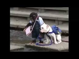 Monkey funny video funny monkey funny pets funny animal videos monkey with dog monkey baby baby monkeys jane monkey jane monkey today janna monkey monkey type monkey milo. Monkey With His Pet Dog Crossing The River Hilarious Video Youtube Cute Baby Animals Cute Funny Animals Funny Animal Pictures