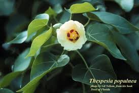 Image result for Thespesia populneoides