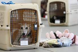 Your travel plans to india are starting to take shape, but you still have a few questions about your pet's trip. Pet Moving Services Pet Shipping Services Pmrelocations Com
