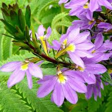 Image result for Scaevola