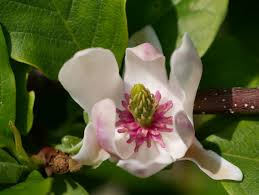Image result for Magnolia × soulangiana