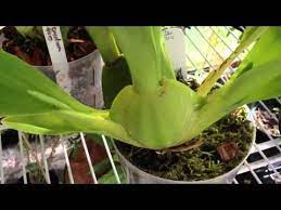 Pin On Gardening
