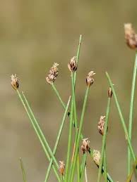 Image result for Eleocharis acutangula