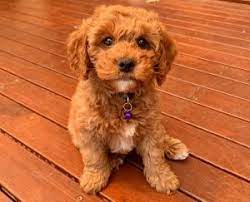 The cavapoo and cavoodle are both names for the poodle and cavalier mix. 4 Best Cavapoo Breeders In The Midwest 2021 We Love Doodles