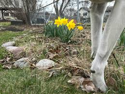 Looking back at daffodils from the past.🌼