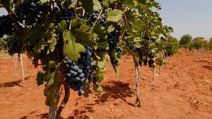 Image result for Uvaria tanzaniae