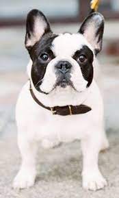 Black And White Pied French Bulldog French Bulldog Puppies Bulldog Puppies Pied French Bulldog