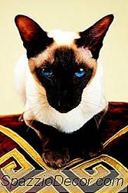 Kucing siam berasal dari thailand. Apakah Perbezaan Antara Kucing Siam Himalaya 2021