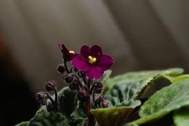 Image result for Saintpauliopsis