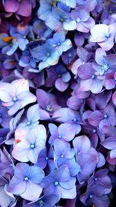 Rungis Violet Fleurs Les Lele Halua Le Le Halua Le Is A 2012 Bengali Language Indian F Purple Flowers Wallpaper Hydrangea Wallpaper Beautiful Flowers