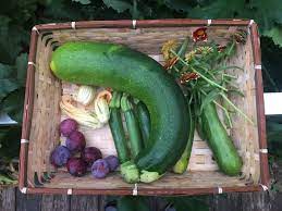 Ok, i know i teased you by mentioning zucchini in a post last week. What To Do With Giant Zucchini Oh My Gourd Silive Com