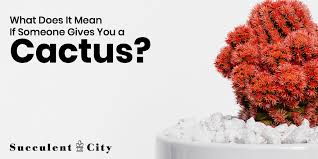 Do people like to go to crowded places? What Does It Mean If Someone Gives You A Cactus Succulent City
