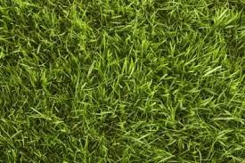 Heat tolerant and able to grow under many soil conditions, the dense, soft coverage that zoysia grass provides has gained popularity in recent years among homeowners across much of the united states. Learn About Grass Types Including St Augustine Zoysia And More