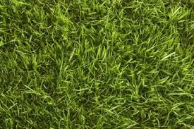 Mar 8, 2021 artificial grass, grass carpet dubai. Learn About Grass Types Including St Augustine Zoysia And More