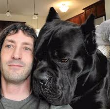These beloved working dogs have surged in popularity in recent years, but it is still difficult for many people to find puppies. Bruce Wayne Is A Big Snuggly Cane Corso Aww
