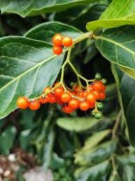 Image result for Ehretia cymosa