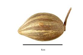 Image result for Anisophylleaceae