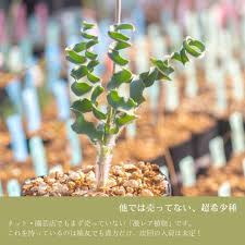Image result for Dipcadi rigidifolium
