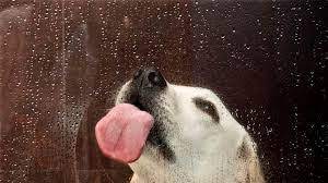 Seven Weird Things Your Dog Does And Why My Dog Lick Me After A Shower Whydogs Com