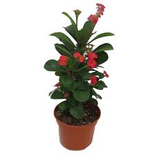 Image result for Euphorbia corniculata