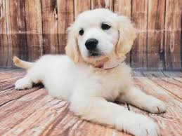 Below is a sample search of our golden retriever breeders with puppies for sale. English Cream Golden Retriever Dog Female Cream 3096153 Petland Las Vegas Nv