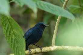 Burung flamboyan jantan memiliki warna paruh bawah yang lebih gelap. 3 Jenis Burung Berkecet Yang Perlu Anda Ketahui