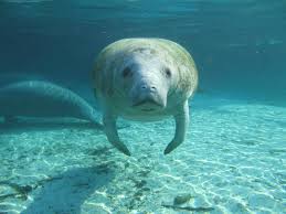 See 125 traveler reviews, 93 candid photos, and great deals for manatee hammock campground, ranked #1 of 8 specialty lodging in titusville and rated 4. Ice Age Manatees May Have Called Texas Home Ut News