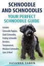 Schnoodle Puppies For Sale & Dog Breeders in Raleigh NC ...