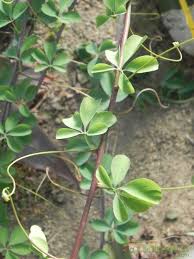 Image result for Adenia fruticosa