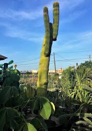 Image result for Neobolusia