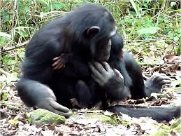 In First Japanese Researchers Observe Chimp Mother And Sister Caring For Disabled Infant The Japan Times