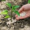The use of coffee grounds as a natural fertilizer has long been always using wood from broadleaves trees; Https Encrypted Tbn0 Gstatic Com Images Q Tbn And9gctzsdeaemn77fncwi9wij Rm4uohydjhzcdb50uepgsdvulegto Usqp Cau