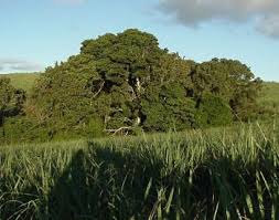 Image result for Macaranga mellifera