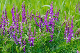 Check spelling or type a new query. Wild Purple Flowers In Tall Green Grass Note Shallow Depth Of Stock Photo Picture And Royalty Free Image Image 86545267