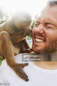 671 Monkey Shirt Stock Photos, High-Res Pictures, and Images
