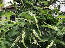 An upright to rounded evergreen shrub growing to 12 feet tall and wide. Gardening In Palm Beach Create Enticing Entryways With These Pretty Fragrant Native Plants News Palm Beach Daily News Palm Beach Fl
