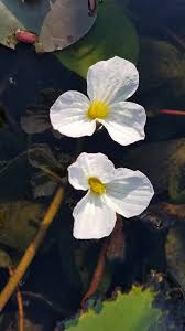 Image result for Ottelia fischeri