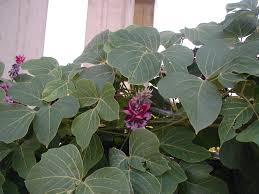 Image result for Pueraria