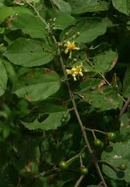 Image result for Grewia olukondae