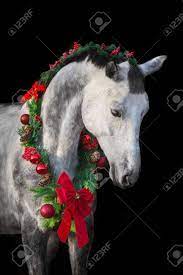 Maybe you would like to learn more about one of these? White Horse In Christmas Wreath New Year And Christmas Horse Stock Photo Picture And Royalty Free Image Image 135961126