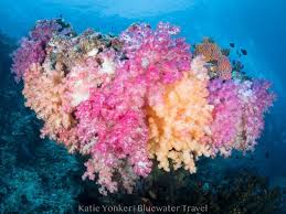 Maybe you would like to learn more about one of these? Best Coral Reefs In The World Top 5 Bluewater Dive Travel