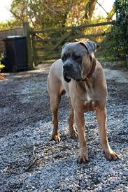 Meet chase, a charming cane corso puppy who's ready to take on the world. Cane Corso Puppies For Sale Ohio Review At Puppies Partenaires E Marketing Fr